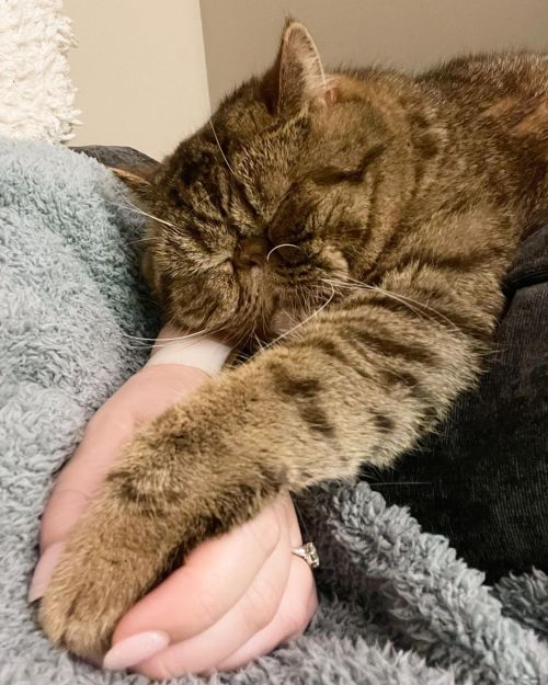 Nighttime naps with meowmie  . . . #boogie #exoticshorthair #persian #cutepetclub #catstagram #catso