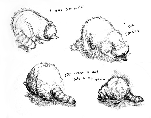 fickes:your locks have nothing on them[ID: four ink sketches from different angles of raccoons sniff