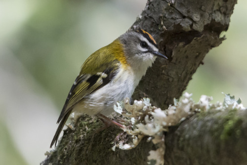 Madeira Firecrest (Regulus madeirensis) &gt;&gt;by Søren Nysteen