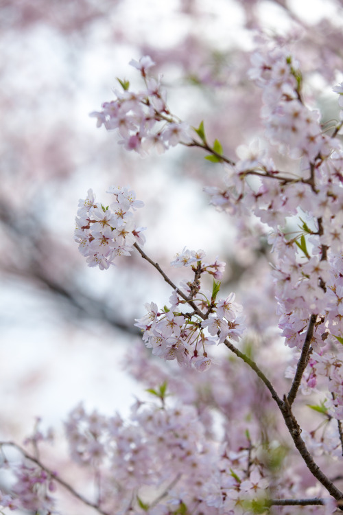 aoisorairo:東京ではさくらの開花宣言がありましたが仙台はいつになるのでしょうか今からたのしみさくら　2012.04.24　榴岡公園