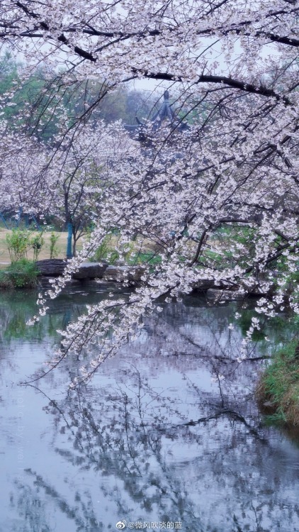 fuckyeahchinesegarden:spring in 明孝陵mingxiaoling, nanjing city, jiangsu province by 微风吹淡的蓝