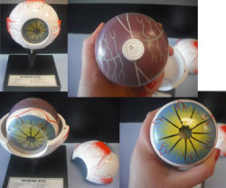 sciencematerial:  http://sciencematerial.com/navigation/detail.asp?MySessionID=115-1068304550&id=EYEMOD#