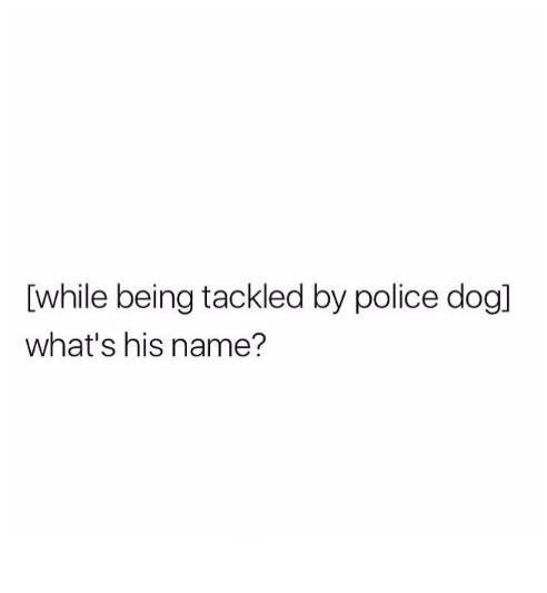 Best Dog Memes(Or Anything Else That Has Dogs 😉)