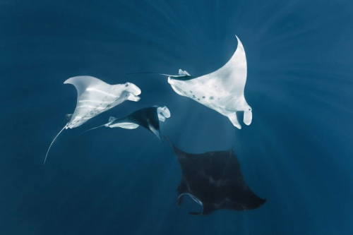 nubbsgalore: photos by thomas peschak and shawn heinrichs from the world’s largest sanctuary for man