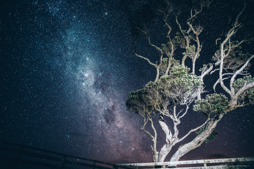 macalaelliottphotography: The Milky Way rises over a Pohutukawa Tree | North Island, New Zealand  Ma