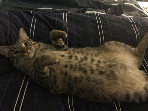 crutchie-the-crutch: ourmissallison:  tracer-isms:   subcorax:  subcorax:   i have a cat named The Lady and my favourite thing about her is that she manages to have this very petite, delicate face while also being incredibly fat so every time she goes