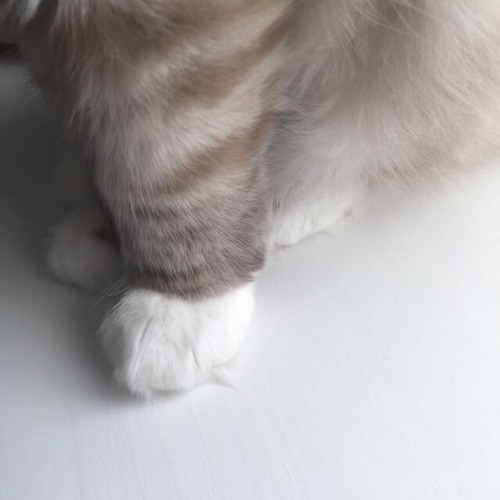 bhodacious:it’s time to get a little pawsy