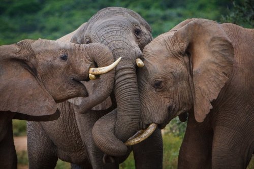 nubbsgalore:elephant hugs. conspicuously expressive and joyful creatures, elephants will intertwine 