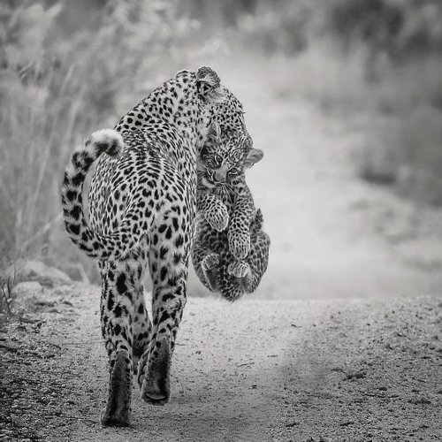 A massive shout out to top notch #wildographer, singita_ super guide @rosscouperphoto &amp; birt