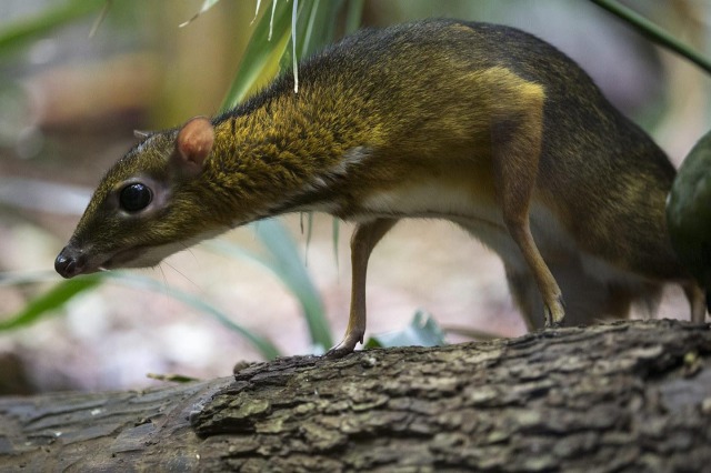 third image of a chevrotain. this one is crouched on a tree branch with its head extended. it looks like a ferret with teeny tiny deer legs, or maybe toothpicks with plastic doll shoes on the ends