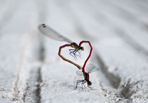 Sex Love bugs (Dragonflies mating) pictures