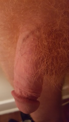 navygingervet:  Gingerific