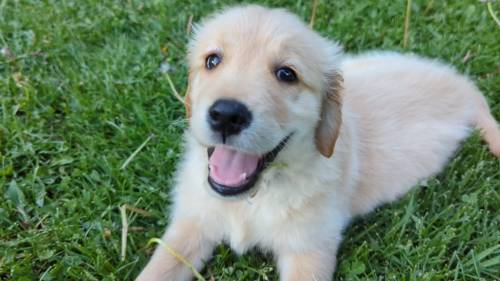 Bruno has got the bestest smile!