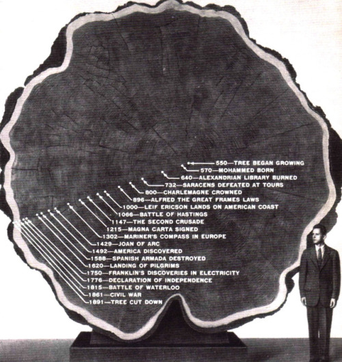 tree rings