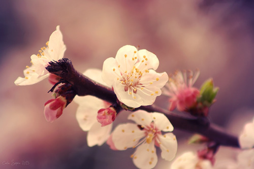 Porn blooms-and-shrooms:  - Blossom I - by CarlaSophia photos