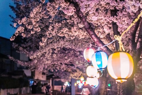 tanuki-kimono: Yozakura (nighttime cherry blossoms) in Kagawa, magical pictures by Mitani Yukari