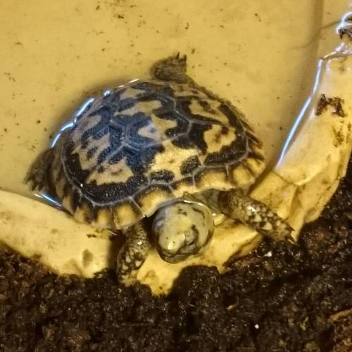 New pancake is very lively! #pancakes #pancake #pancaketortoise #tortoise #tortsofinstagram #torts #