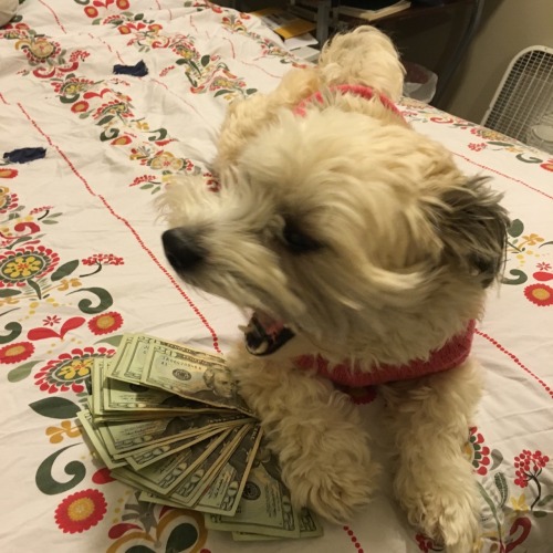 progenyofworms: reblog ca$h money pupper to thwart the demons of Capitali$m