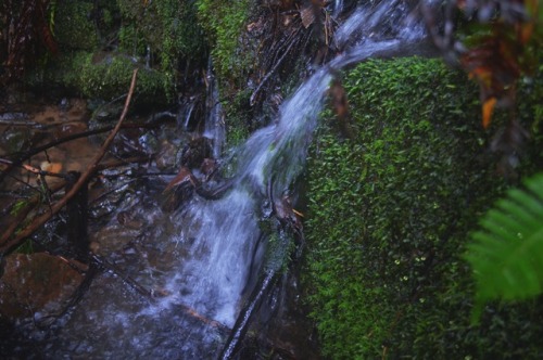 megarah-moon: There’s just something magical about a little waterfall in a forest✨ (Navarro Ri