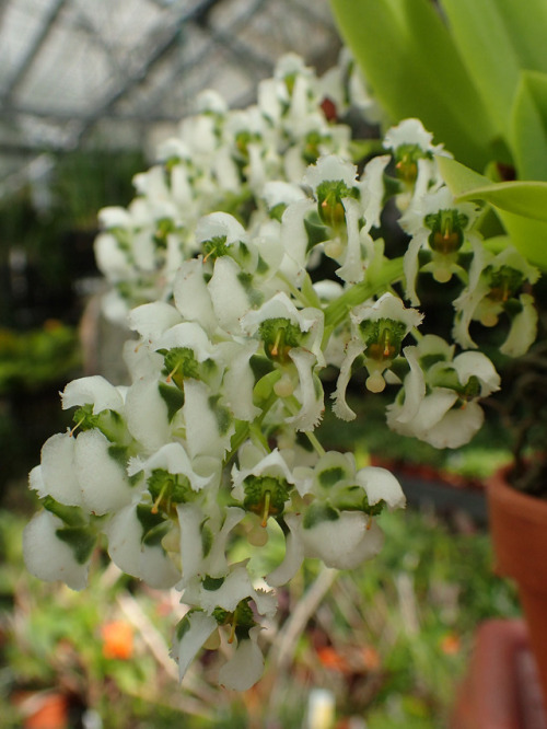 Porn photo orchid-a-day: Zygostates grandiflora Syn.: