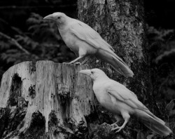 bohemianwaif:  white ravens of vancouver