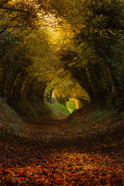 e4rthy:  Autumn Tunnel by Finn Hopson