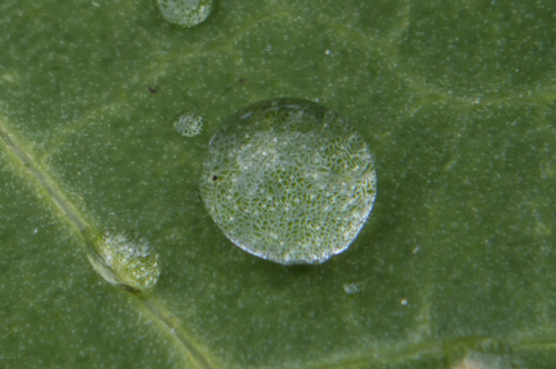 pragmaculture:rain droplets on nasturtium leaf 