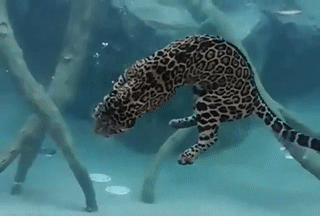 sixpenceee:  Footage of jaguar eating underwater! (Source)