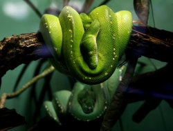 Sinuous Beauty (Emerald Tree Boa Constrictors)