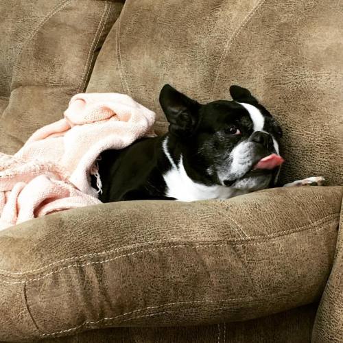 <p>Fierce side eye from#sirwinstoncup this afternoon. Also sneaky tongue. He’s a mess. #bostonterrier #bostonsofinstagram #bostonterriercult  (at Fiddlestar)</p>