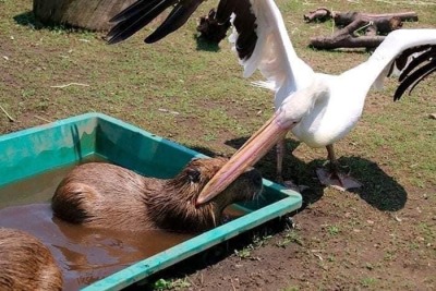 underthehedge:kaijuno:kaijuno:All Pelicans go to jail challenge Pelicans have the exact opposite energy from capybara. Capybara are shaped like a friend, soothing.Pelicans are shaped like a problem.
