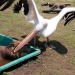 underthehedge:kaijuno:kaijuno:All Pelicans go to jail challenge Pelicans have the exact opposite energy from capybara. Capybara are shaped like a friend, soothing.Pelicans are shaped like a problem.