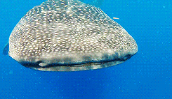 Porn Pics giffingsharks:  The Whale shark (Rhincodon