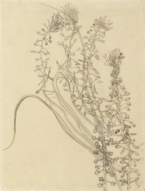 Vincent Van Gogh (1853-1890), Tassel Hyacinth, Saint-Remy-de-Provence, May 1889