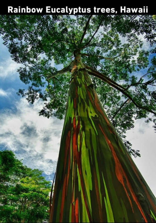 neurodivergent-crow: scienceampersandfantasy:    THIS IS WHAT I MEAN WHEN I SAY TREES ARE COOL 