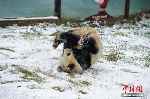 giantpandaphotos: Si Jia plays in the snow at the Yunnan Wild Animal Park in Kunming, China, on Janu