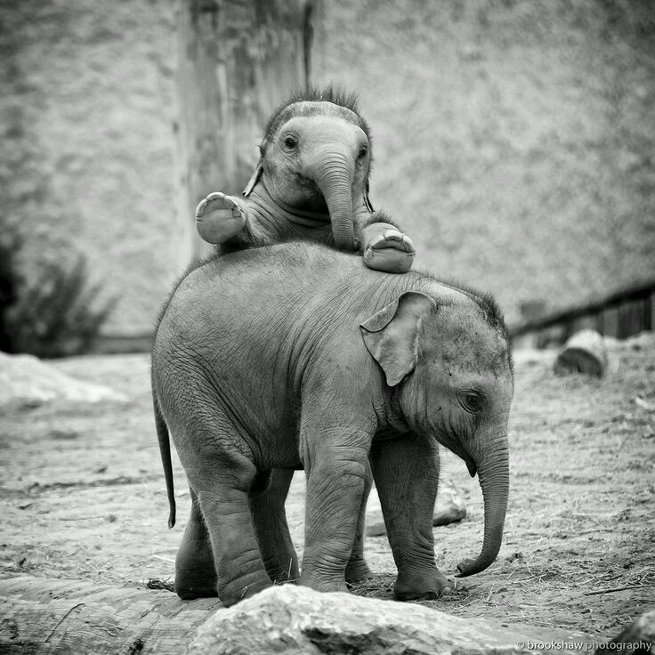 southern-sophistication:  Babies! Too cute 