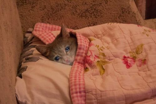If I Can't Find My Ikea Gift Certificate I Will Lose It