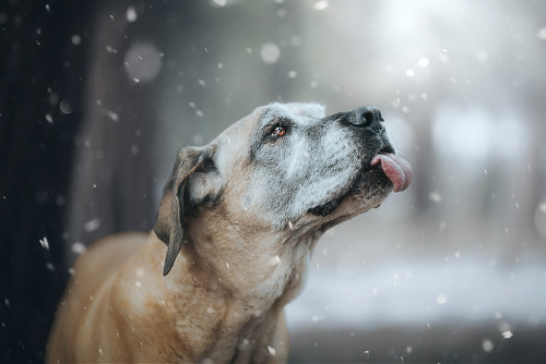 tempurafriedhappiness:  alpinecanines: catching snowflakes ok guys not to brag but everyone should h