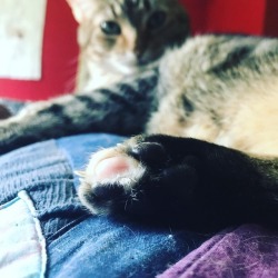 chronicallyugh:  ~*BREAKING NEWS*~ . Princess Neko has a single, solitary, pink bean. All other beans are black. . ~*WE NOW RETURN YOU TO YOUR REGULARLY SCHEDULED PROGRAMMING *~ . #SelfcareSquad #PrincessNeko #prettykitty #toebeans #kitty #catsofinstagram