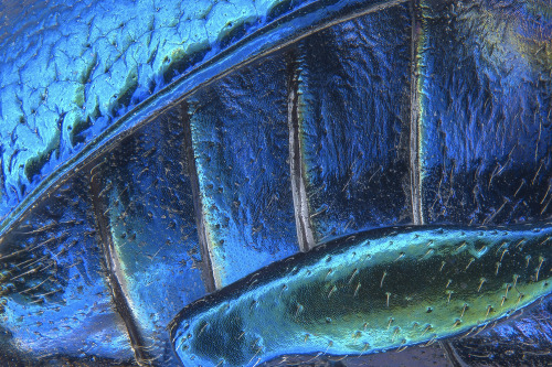 Some of the amazing winners of Nikon’s Small World Photomicrography Competition. Click on