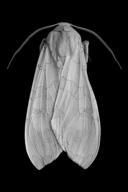 the shutter moth