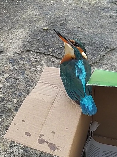 todaysbird:Today’s bird is this female Kingfisher that took a pose before flying away. 