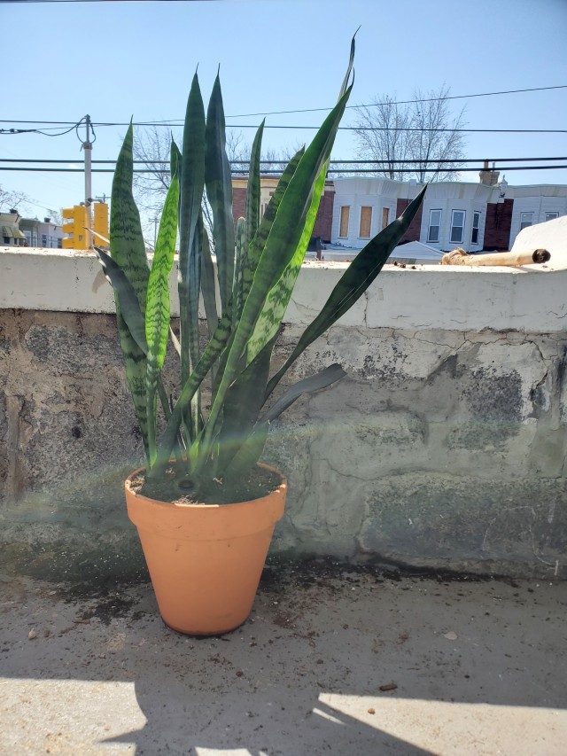 a 'Futura robusta' snake plant (sansevieria) in a terracotta pot