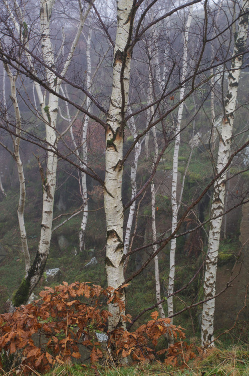 wanderthewood: Bole Hill Quarry, Peak District, England by Jonathan_Grundy