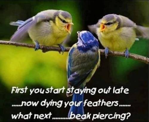 Now there’s some angry birds