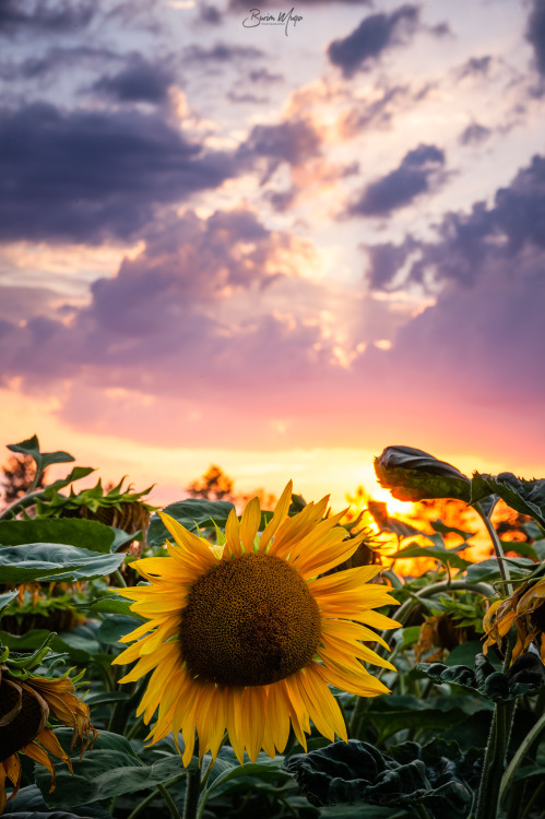 bmuqa:Summer moods