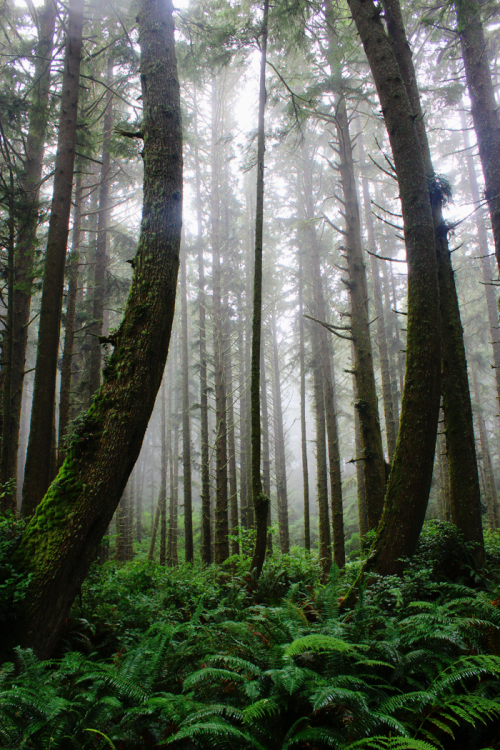 bright-witch:Pacific Northwest photography © Michelle NicoleMy Blog // My FlickrPlease do not r