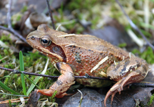 First frog I’ve seen this year. It really is spring!Årets första groda - nu är det verkligen vår!