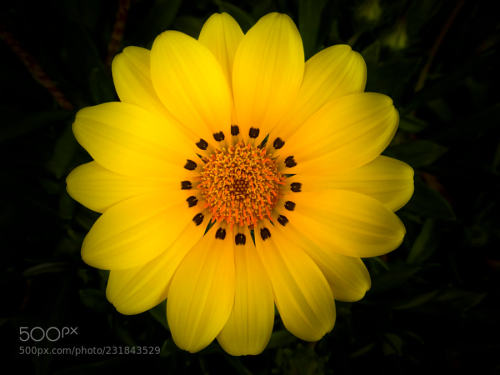 Glowing Nature by suechan_0514